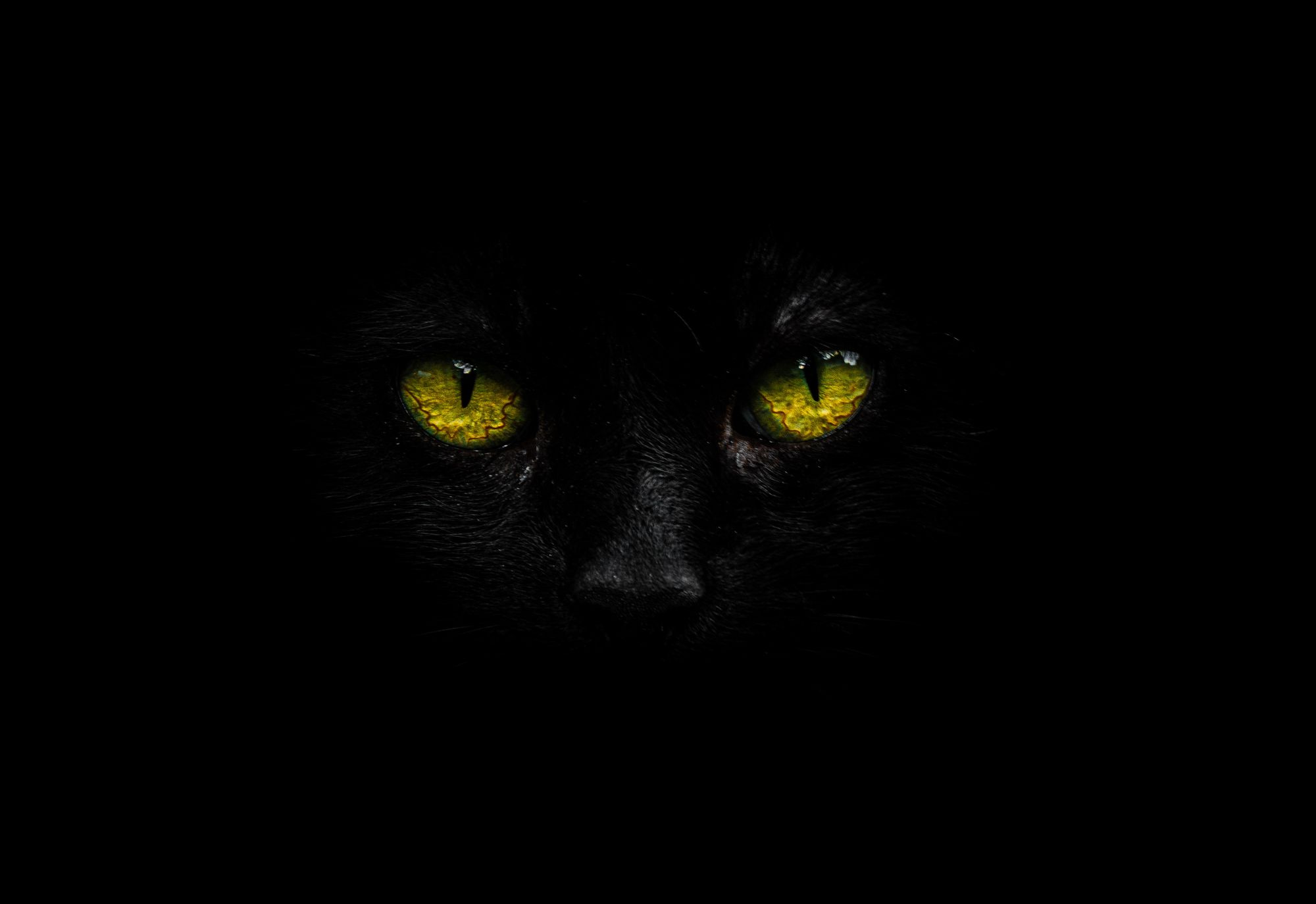 The Black Cat